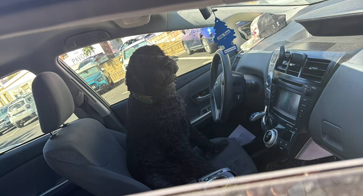 Imagen de la noticia: La Policía Local denuncia al responsable de un vehículo por dejar a un perro expuesto al sol (Sucesos)